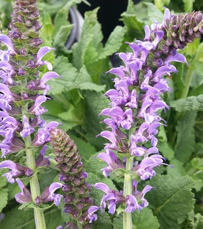 Meadow Sage Lyrical™ Silvertone